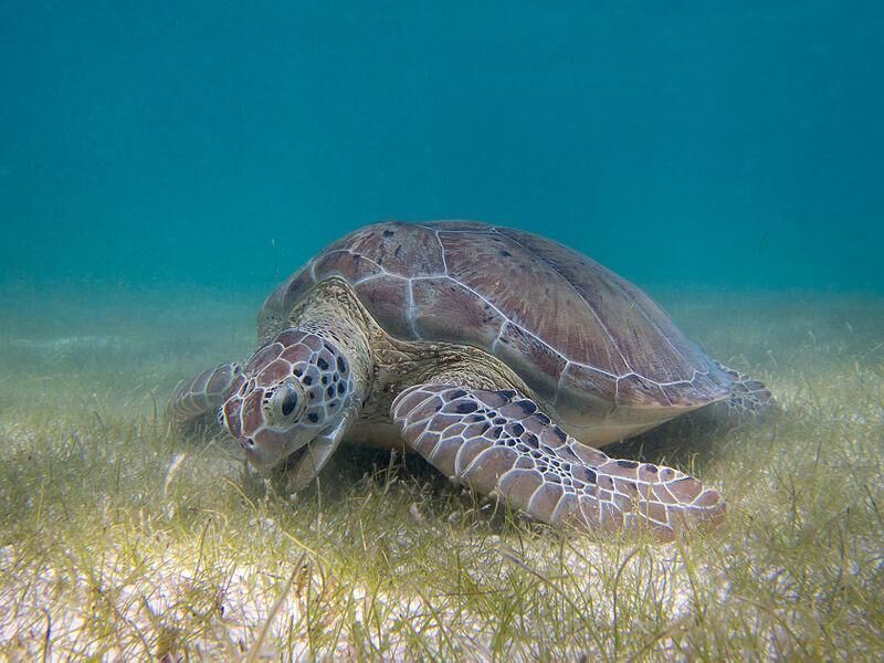 Sea turtles